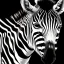 Placeholder: one sweet baby zebra