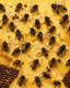 Placeholder: bees flutter over the hive, behind there is a honey yellow background and honeycombs