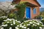 Placeholder: Blue paint house, tree with white flowers(leaves) in front, blue door, plant pots, outdoor nature, blue sky and subtle view of mountains in background