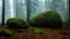 Placeholder: Large boulder in a clearing in the forest