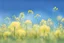 Placeholder: clear blue sky for top half, the rest is green canola plants with yellow flowers