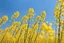 Placeholder: clear blue sky for top half, across Middle is canola flowers with green canola stems branches and leaves below, rapeseed sharp focus, realistic