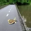 Placeholder: turtle crossing bridge