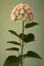 Placeholder: an isolated translucent hydrangea plant, 3d render, art nouveau style, ultra realistic, masked transparent flat background, backlight, popular on sketchfab, pixelsquid, 8k, volumetric lighting, super focused, no blur, trending on artstation, octane render, ultra detailed, hyperrealistic, by artgerm and alphonse mucha