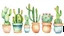 Placeholder: Cactus in pot in a row filled the area in style of watercolor on a white background