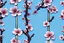 Placeholder: fantastic light pin blue background with three cherry blossoms in a column repeated 4 times with variations