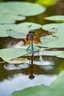 Placeholder: Dragonfly Reflection in Water