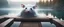 Placeholder: close up on huge dented glowing ghost transparent rat in fast boat with googly eyes, raised by ninja necromancer in the wild, on wooden bridge by lake in surreal reflecting stone chrome landscape, background motion blur, volume light fog, rays, 4d maze