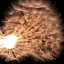 Placeholder: a fluffy dandelion on fire, with flying sparks around it, dreamlike minimalist art