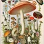 Placeholder: mushrooms and flowers ernst haeckel maria sibylla merian