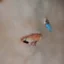 Placeholder: Rainbow teeth