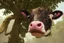 Placeholder: cow stuck in the top of a tree can not get down