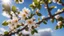 Placeholder: close up of an almond branch with flowers, sun, clear blue sky and clouds. high quality photo