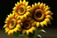 Placeholder: 3d,sunflowers