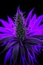 Placeholder: Masterpiece, photography,purple moose marijuana