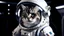 Placeholder: a cat in a space suit