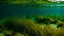 Placeholder: Underwater view of a group of seabed with green seagrass. High quality photo