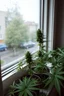 Placeholder: marijuanas plants on a windowsill on a rainy day