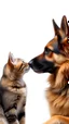 Placeholder: A German shepherd with a cat sniffing each other