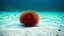 Placeholder: sea ​​urchin in shallow water in the sea