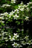 Placeholder: the power of jasmine with water reflection of a stream below