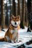 Placeholder: beautiful dog girl Shiba Inu is sitting in a clearing, surrounded by trees, snow