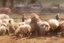 Placeholder: lots of sheep jumping on each other with mechanic, portrait of a broken mechanic, mixed body hybrid part big (sheep), fixing (far away old land rover 4x4 discovery 2) in the countryside