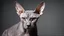 Placeholder: a photograph of sphynx with no backround, 30% of the picture should be full black, high contrast, portrait, shot with a sony alpha A9