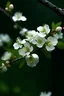 Placeholder: The image shows a branch of a tree with delicate white flowers. The branch is covered in snow, which creates a beautiful contrast with the white flowers. The flowers are open and in full bloom. The petals are delicate and look like they are made of porcelain. The leaves are a deep green color and provide a nice backdrop for the flowers. The background is a soft blue color, which helps to make the flowers stand out. The overall effect of the image is one of beauty and tranquility.