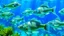 Placeholder: A group of white and blue fish with fins and tails swimming in a blue and green underwater scene with bubbles