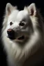 Placeholder: Portrait of a white pomerainian dog