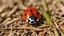 Placeholder: a ladybug on a spring day