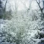 Placeholder: Dusty Miller foliage in the snow, polaroid