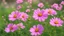 Placeholder: Pink cosmos flowers blooming in a garden in spring