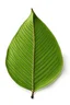 Placeholder: Organic leaf