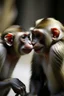 Placeholder: monkeys kissing