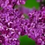 Placeholder: Persian Lilac Syringa x chinensis 'Saugeana' 8k portrait hyperdetailed close up focus beautiful elegant cinematic light delicate insanely detailed high definition intricate triadic vibrant colours complex hyperrealism artistic abstract colourful