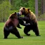 Placeholder: bears in knight armor fighting