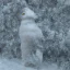 Placeholder: snow OWL EAGLE