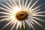Placeholder: margherita con al centro un grandissimo sole che splende con raggi di sole splendenti su sfondo di luce