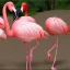 Placeholder: FLAMINGO FROM YOUTUBE KISSING DENISDAILY