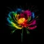 Placeholder: Create multicoloured rose with fireworks and black background