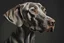 Placeholder: photo realistic Weimaraner