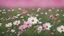 Placeholder: White cosmos flower among pink on field