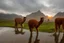 Placeholder: alpacas, peru, mountains, reflection, mist, sunrise