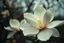Placeholder: Melancholic, ultra-realistic vintage photograph of a The magnolia, atmosphere of quiet sadness and timeless beauty, cinematic, hyper-detailed, emotional and mesmerizing, bloom, aesthetic photo
