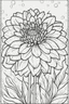 Placeholder: flowers coloring page for kids, dahlia, cartoon style, thick outline, low details, no shading, no color