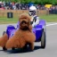 Placeholder: a labradoodle racing in a race car