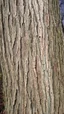 Placeholder: fill composition edge to edge with texture of bark from an elm tree