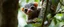 Placeholder: close up on member of sloth gremlin flock climbing trees